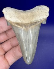 Museum Quality Angustiden Shark Tooth Fossil 3.00” Chandler Bridge Megalodon Fam picture