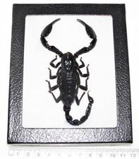 Heterometrus laoticus REAL FRAMED EMPEROR SCORPION THAILAND picture