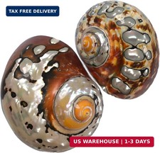 2pcs Hermit Crab Shells Large, Big Size Opening 1.3-1.9