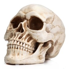 Resin Skull, Human Head Model for Home Decoration, Halloween Statue, Skull Mo... picture