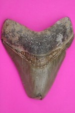 Authentic Megadolon Shark Tooth 3.58 Inch 91 Grams Fossil Dinosaur Girl COA M10 picture