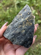 Natural Fossil Wood Bark Specimen- Beautiful 3” Stigmaria Fossilized Tree Root picture