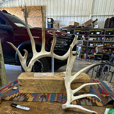 Deer Antler cut offs Pair Bone Antlers #1105 picture