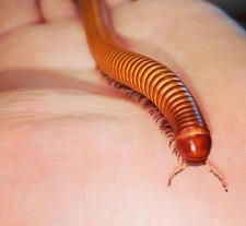 Giant Texas GOLDEN Millipede -  Brown and Yellow Banded Invertebrate   2 Count picture