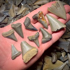 Shark Teeth Lot Of 10 Mako and White Shark (Hastalis) Megalodon Era Fossil Tooth picture