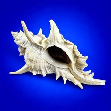 Murex tenuivaricosus carioca 93.1mm Large Brazil Specimen w/operculum picture