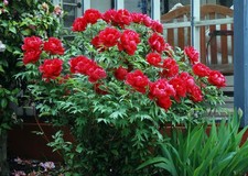 Paeonia × suffruticosa 5 Seeds | Tree Peony | Hardy Ornamental Flowering Shrub picture