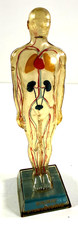 vtg Merck Sharp Dohme Diuril Anatomical Model Display lungs heart invisible  picture