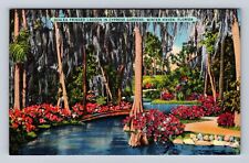 Winter Haven FL-Florida, Azalea Fringed Lagoon, Antique, Vintage Postcard picture