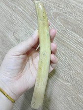 Genuine Very Rare Golden Coral Branch 140 g Natural Specimen for jewelry 25 cm picture