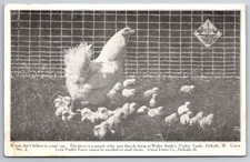 DeKalb IL~Walter Smith's Poultry Yards~CD Cooley Vassar MI~Chicks~1920s B&W picture