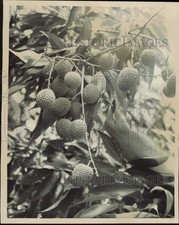 1963 Press Photo Lychee Fruit on Tree - lrb05102 picture