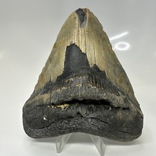 Megalodon Shark Tooth 4.76 Inch - Unique - Natural Fossil - Authentic 20543 picture