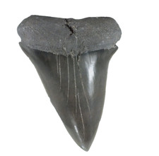 Fossil Mako Shark Tooth Isurus hastalis St Mary's River. Georgia USA EA9444 picture