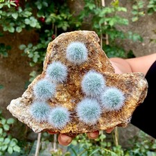 2.5LB NEWFIND Raw Dandelion Zeolite Cluster Quartz Crystal Reiki Specimens Gifts picture