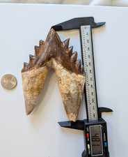 Phenomenal LARGE basilosaurus tooth, massive and WIDE 4.8