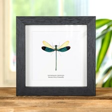 Taxidermy Stream Glory Damselfly Frame (Neurobasis chinensis) picture