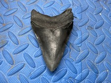 Megalodon shark tooth 4.46 inch fossil from SC picture