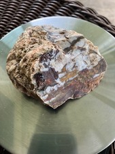 Texas Petrified Wood 238g Rough Fossil Specimen El Sauz Creek Starr County picture